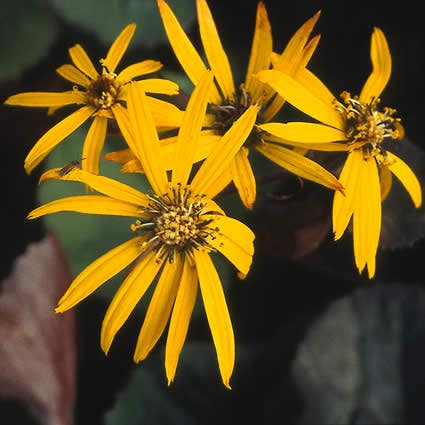 Kreuzkraut (Ligularia dentata 'Othello')