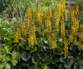 Kreuzkraut (Ligularia 'Bottle Rocket')