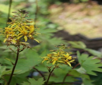 Kreuzkraut (Ligularia przewalskii) BIO