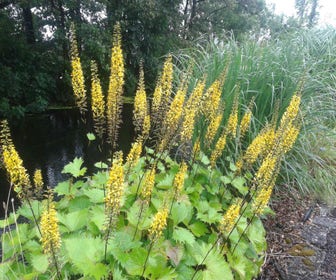 Kreuzkraut (Ligularia stenocephala 'The Rocket')