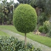 Kugel-Liguster (Ligustrum delavayanum)