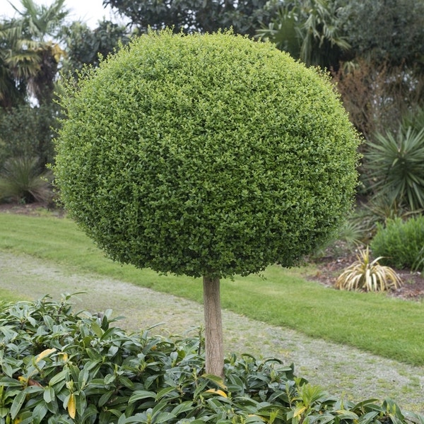 Bolliguster (Ligustrum delavayanum)