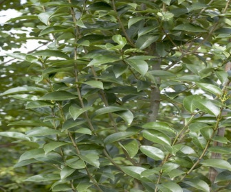Liguster (Ligustrum lucidum)
