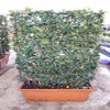 Liguster als Spalier (Ligustrum japonicum 'Texanum')
