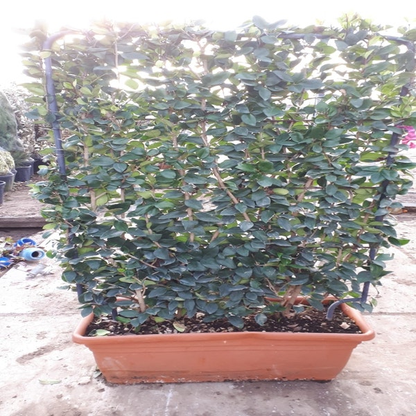 Liguster als Leivorm (Ligustrum japonicum 'Texanum') 80 x 120