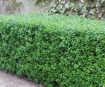 Liguster (Ligustrum vulgare 'Atrovirens')