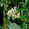 Wilder Liguster (Ligustrum vulgare)