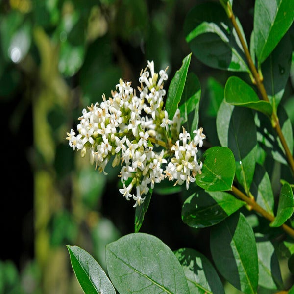 Ligustrum vulgare (Wilde liguster) 
