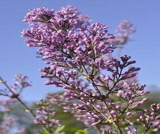 Flieder (Syringa chinensis 'Lilac Sunday')