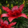 Lilien (Lilium 'Bald Eagle')