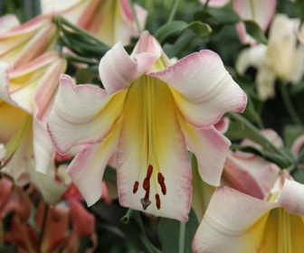 Lilie (Lilium 'Beijing Moon' )