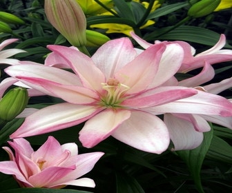 Lilien (Lilium 'Bentley')