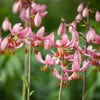 Lilie (Lilium martagon 'Candy Morning')