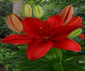 Lilie (Lilium 'Cascavel')