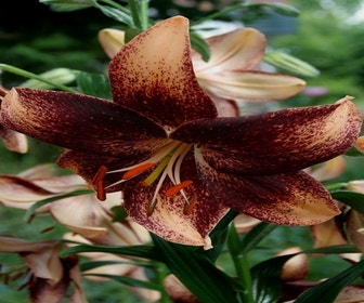 Lilien (Lilium 'Chocolate Event')