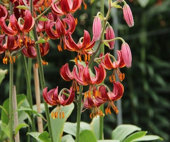 Lilien (Lilium martagon 'Claude Shride')