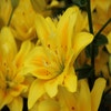 Lilie (Lilium 'Fata Morgana')