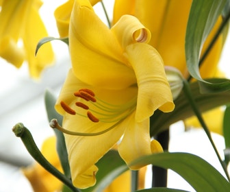 Lilien (Lilium 'Golden Splendor')