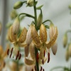 Lilien (Lilium martagon 'Guinea Gold')