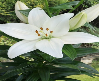 Lilie (Lilium 'Kent')