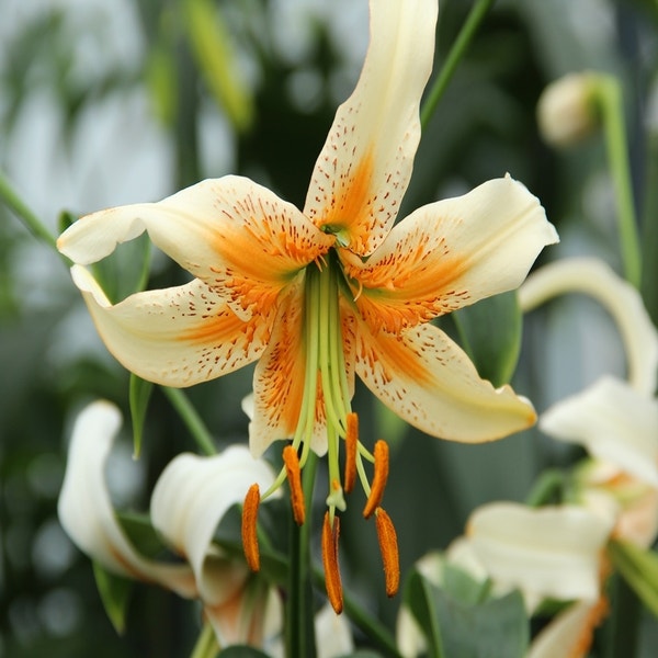 Lilium 'Lady Alice'