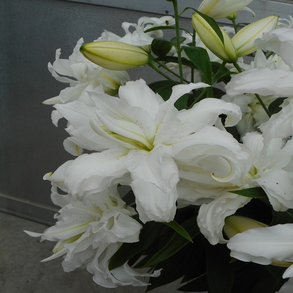 Lilium 'Lotus Beauty'