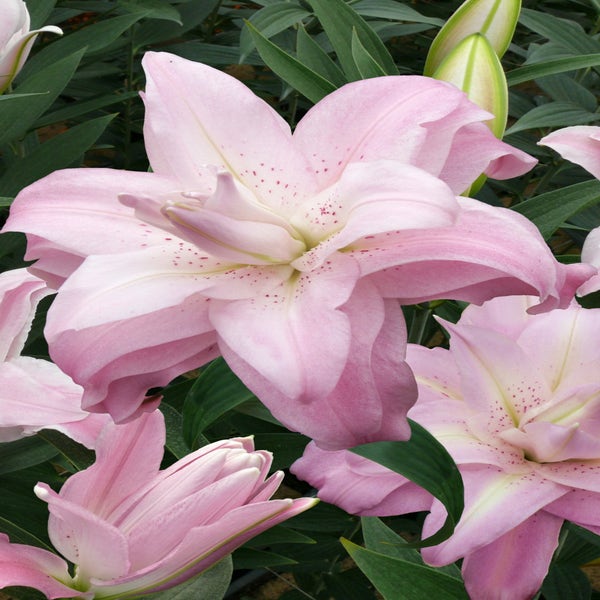 Lilie (Lilium 'Lotus Queen')