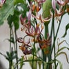 Lilie (Lilium martagon 'Alberta Morning')