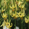 Lilie (Lilium martagon 'Golden Morning')