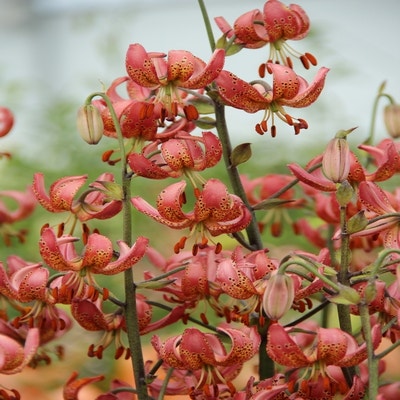 Lilie (Lilium martagon 'Manitoba Morning')