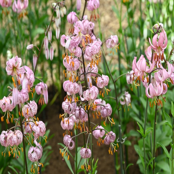Lilie (Lilium martagon 'Purple Morning')