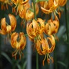 Lilie (Lilium martagon 'Sunny Morning')
