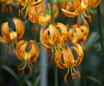 Lilie (Lilium martagon 'Sunny Morning')