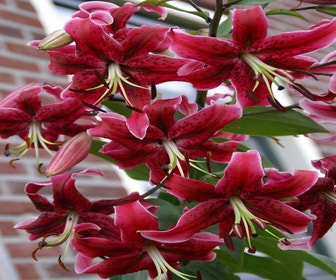 Lilien (Lilium 'Miss Feya')