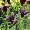 Lilien (Lilium 'Nightrider')