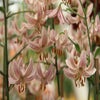 Lilie (Lilium martagon 'Pink Morning')