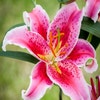 Lilie (Lilium 'Stargazer')