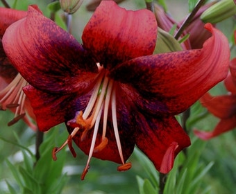 Lilie (Lilium 'Strawberry Event')