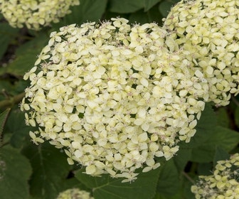 Hortensie (Hydrangea 'Lime Rickey')