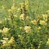 Lein-Löwenmäulchen (Linaria vulgaris)