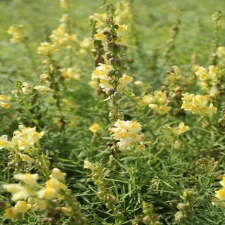 Linaria vulgaris