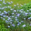 Flachs (Linum perenne)