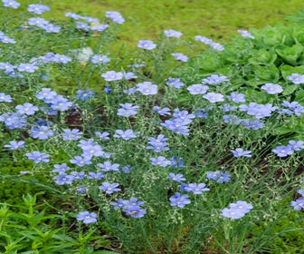 Flachs (Linum perenne)