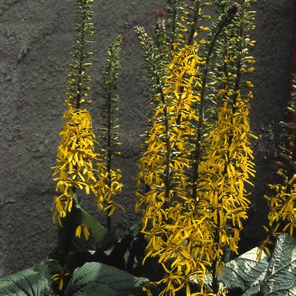 Kreuzkraut (Ligularia przewalskii)