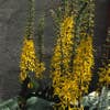 Kreuzkraut (Ligularia przewalskii)