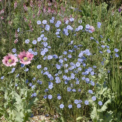 Immergrünes Leinen (Linum perenne 'Saphir')