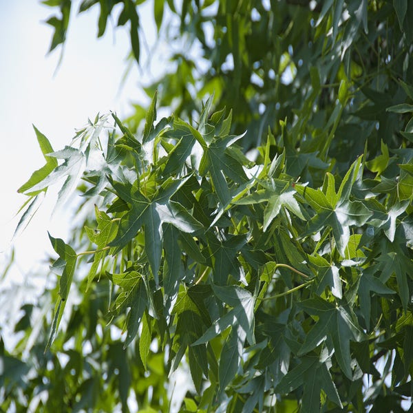 Amberbaum als Dachbaum (Liquidambar styraciflua)