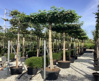 Amberbaum als Dachbaum (Liquidambar styraciflua)