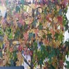 Amberbaum als Spalierbaum (Liquidambar styraciflua)