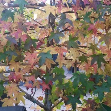 Amberboom als leiboom (Liquidambar styraciflua)